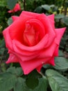 Roses instill a love of nature, and thorns instill respect.ÃÂ 